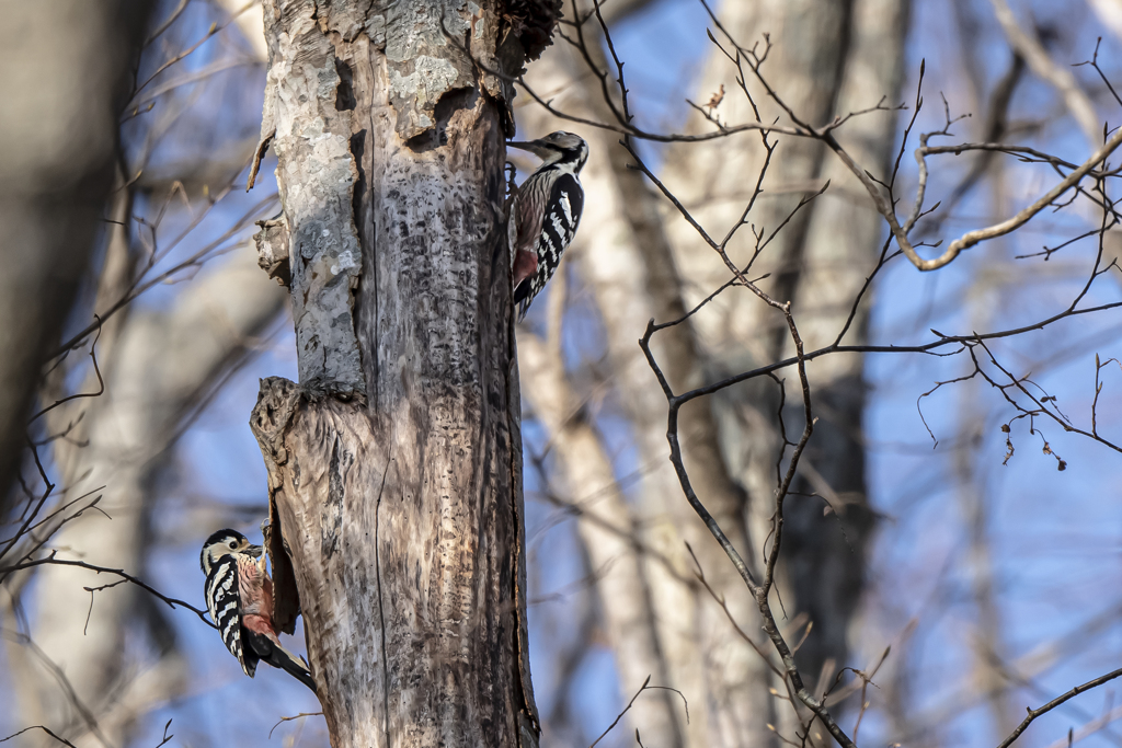 2019_北海道_オオアカゲラ