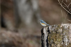 2026.01.09_ルリビタキ_00001