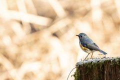 2025.12.29_ルリビタキ_0008_　