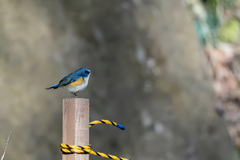 2026.01-1.09_ルリビタキ_0003_ 02