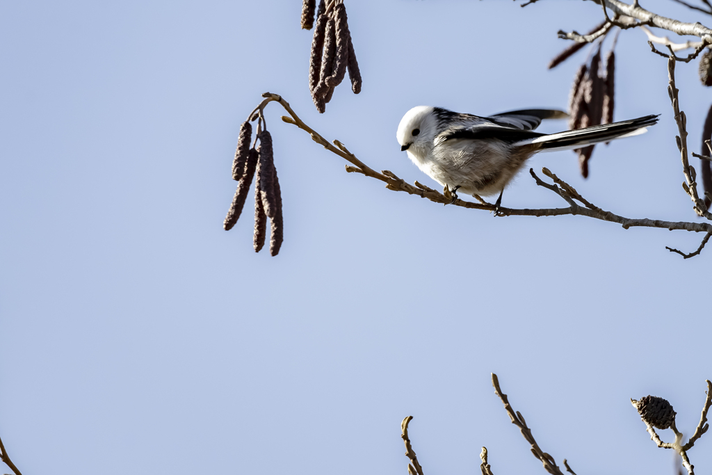 20240105_シマエナガ_02_0010_ 