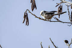 20240105_シマエナガ_02_0010_ 