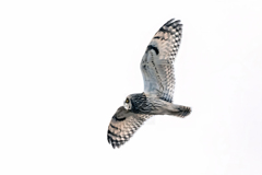 2026..01.04._0001_コミミズク飛翔