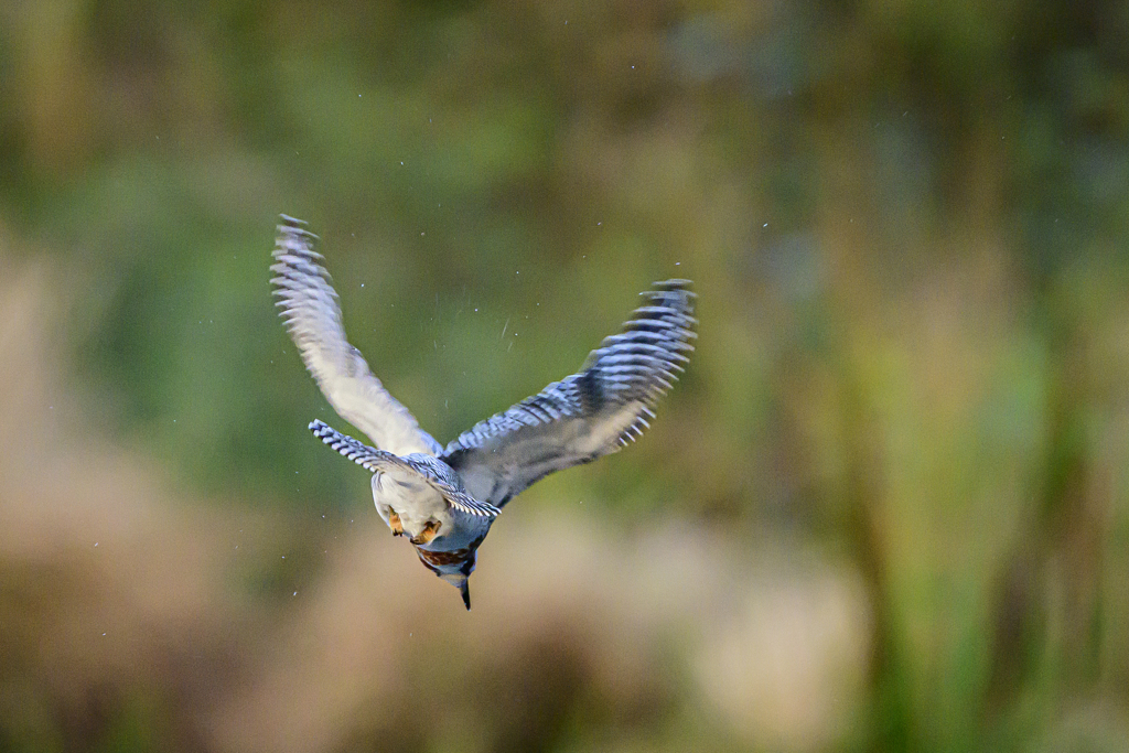 ヤマセミ♂_Diving_0014_ 