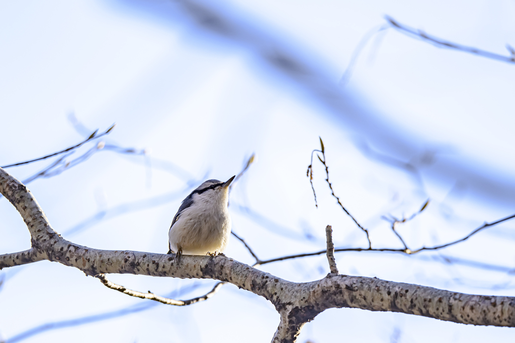 2019_北海道_シロハラゴジュウカラ