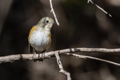 2026.01.21_0008_ルリビタキ♂若