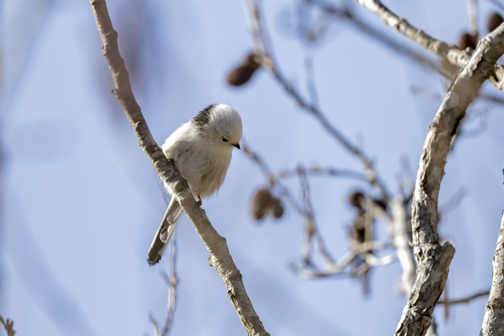 20240105_シマエナガ_02_0007_ 