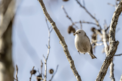 20240105_シマエナガ_02_0001_02_ 