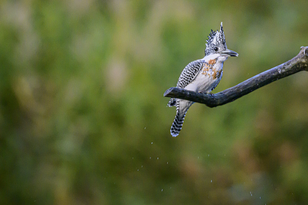 ヤマセミ♂_Diving_0000_ 