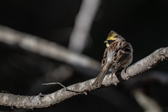 2026.01.21 県民の森_0005_ミヤマホオジロ