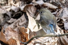 2026.01.21_0012_ルリビタキ♂若