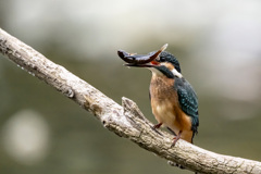 カワセミ