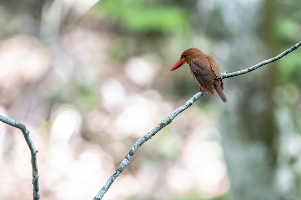 アカショウビン_0003