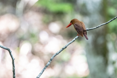 アカショウビン_0003