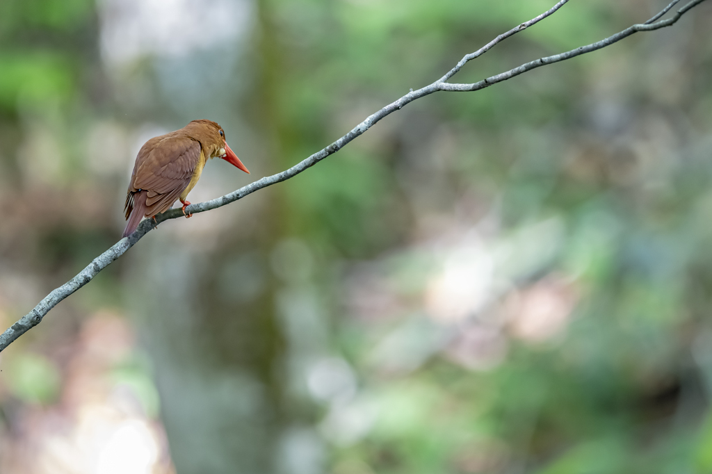 アカショウビン0002
