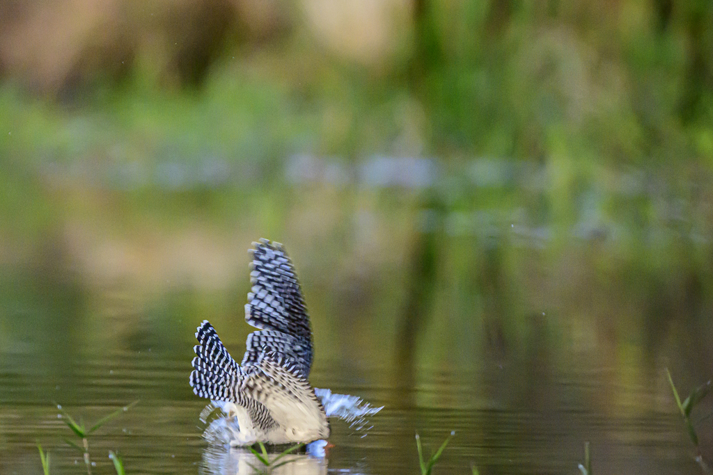 ヤマセミ♂_Diving_0010_ 