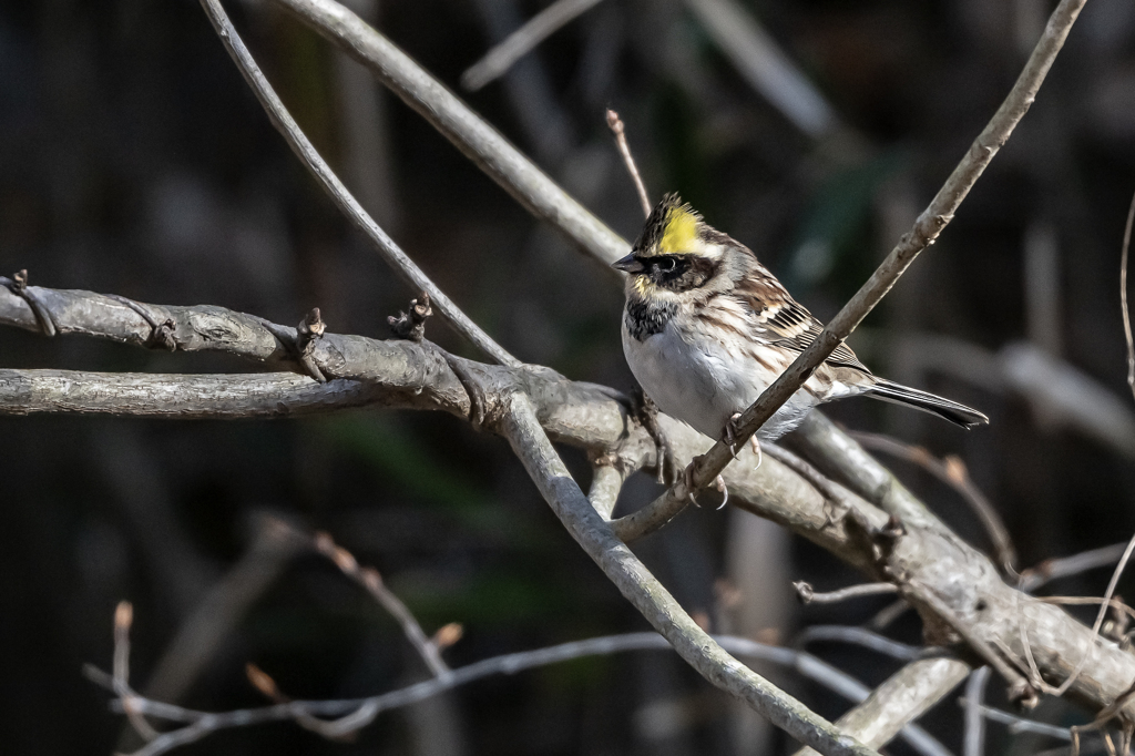 2026.01.09__0011_ミヤマホオジロ
