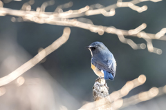 2025.12.29_ルリビタキ_0007_　