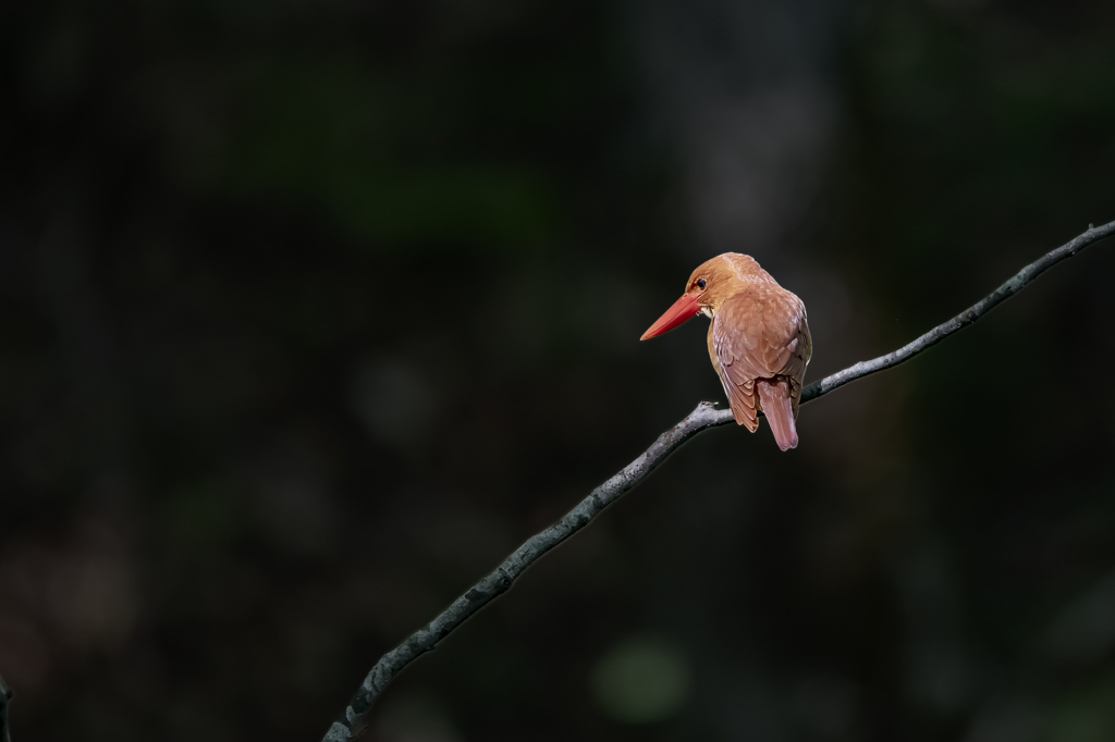 アカショウビン_0001