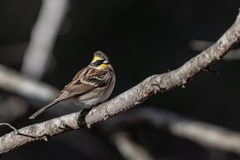2026.01.21 県民の森_0006_ミヤマホオジロ