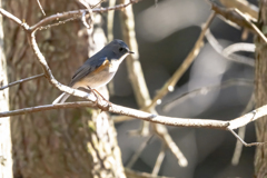 2025.12.29_ルリビタキ_0002_　