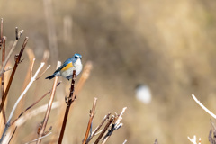 2026.01.09_ルリビタキ_0006_ -1