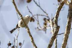 20240105_シマエナガ_02_0002_ 