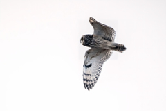 2026..01.04._0000_コミミズク飛翔