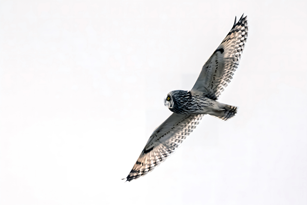 2026..01.04._0004_コミミズク飛翔