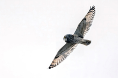 2026..01.04._0004_コミミズク飛翔