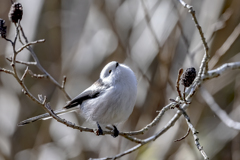 20240105_シマエナガ_0001_ 