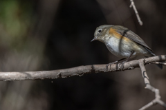 2026.01.21_0009_ルリビタキ♂若