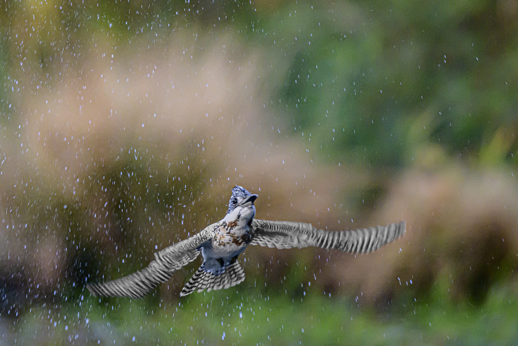 ヤマセミ♂_Diving_0003_ 