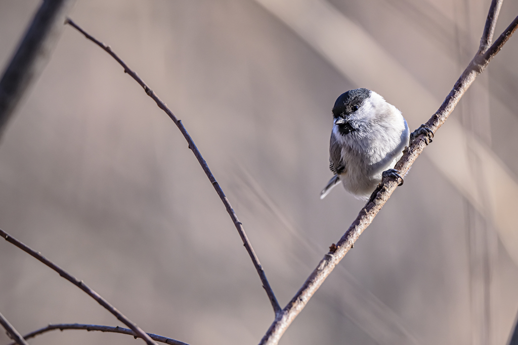 2019_北海道_ハシブトガラ