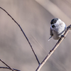 2019_北海道_ハシブトガラ