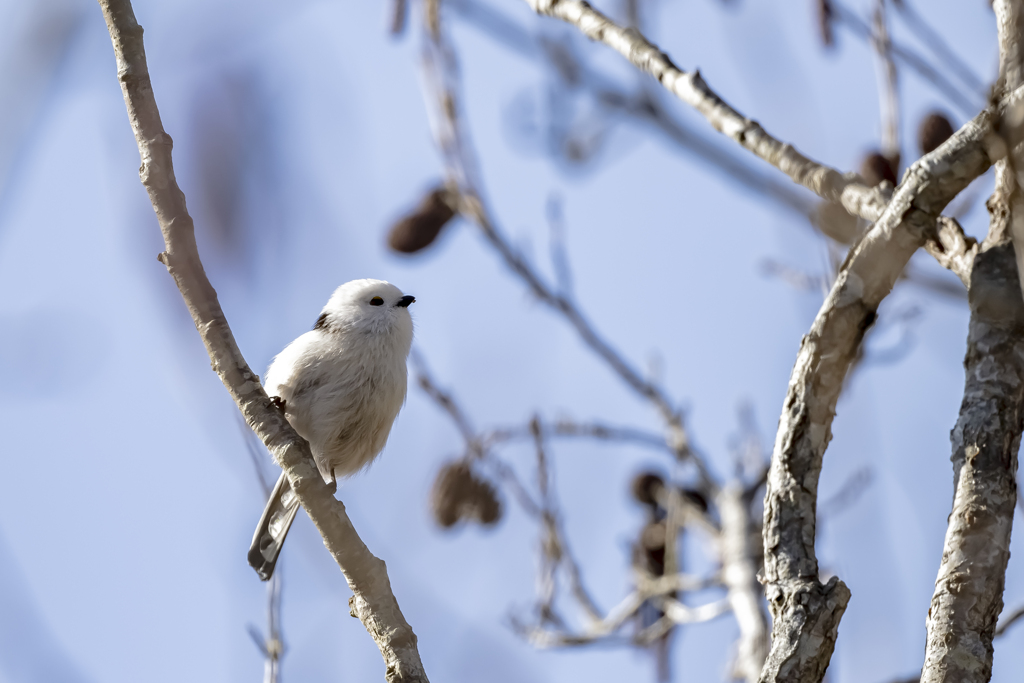 20240105_シマエナガ_02_0006_ 