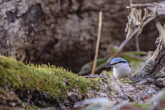 2019_北海道_シロハラゴジュウカラ