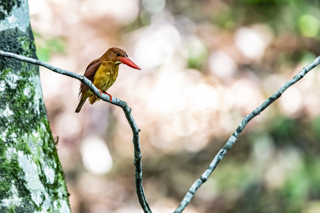 アカショウビン_0005