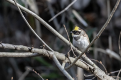 2026.01.09__0010_ミヤマホオジロ