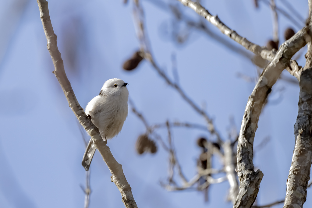 20240105_シマエナガ_02_0005_ 