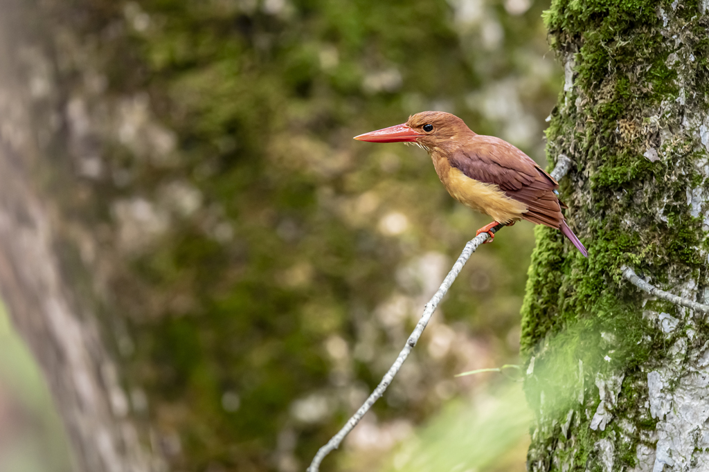 アカショウビン_0006 