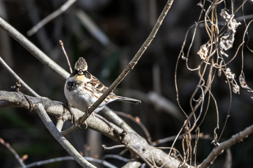 2026.01.09__0009_ミヤマホオジロ