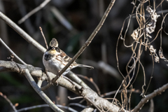 2026.01.09__0009_ミヤマホオジロ