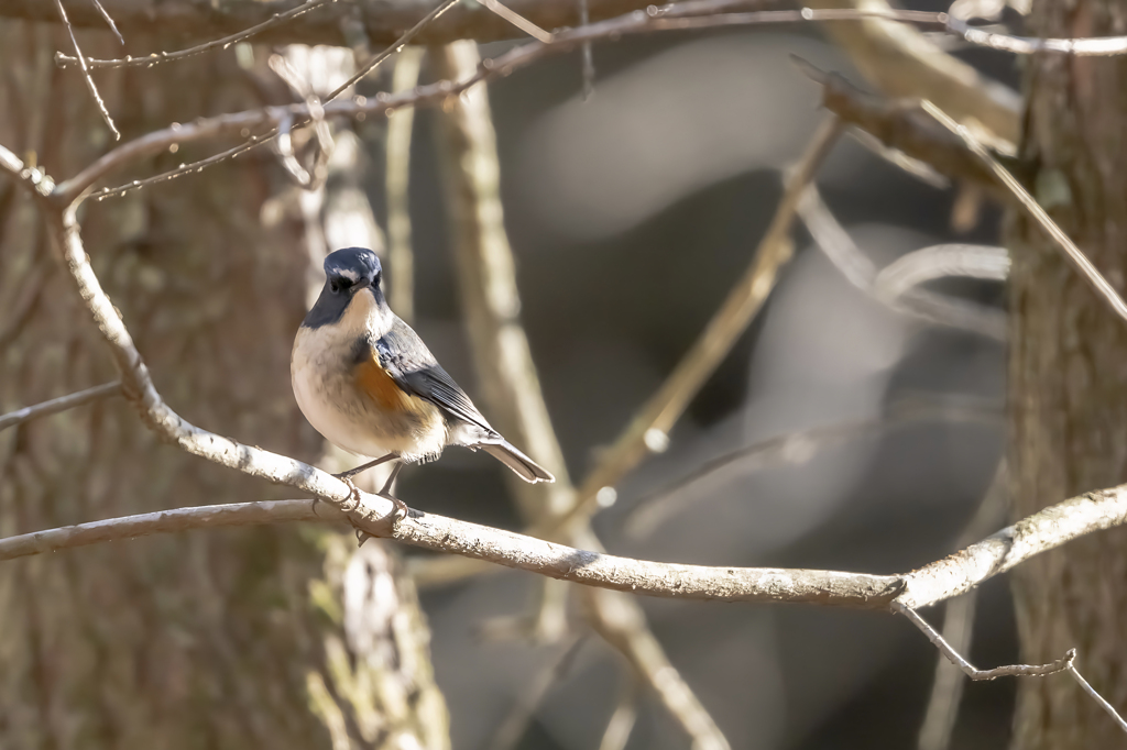 2025.12.29_ルリビタキ_0003_　