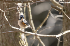 2025.12.29_ルリビタキ_0003_　