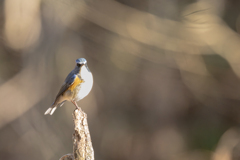 2025.12.29_ルリビタキ_0005_　