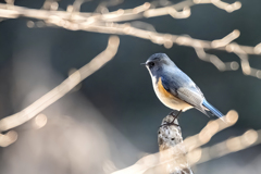 2025.12.29_ルリビタキ_0006_　