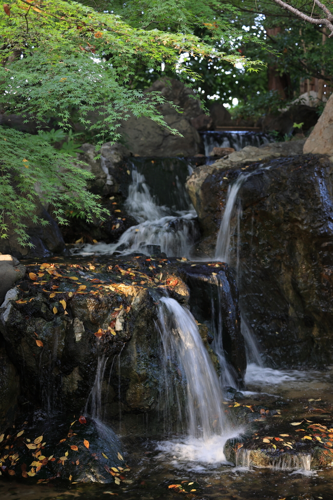 庭園の秋気