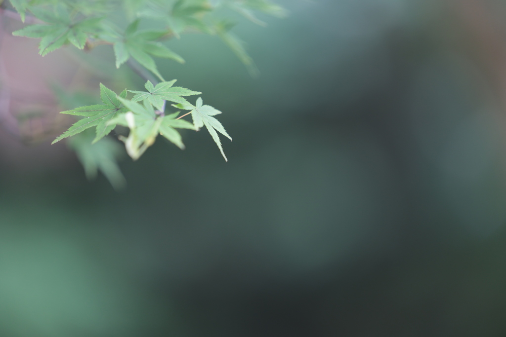 初夏の紅葉