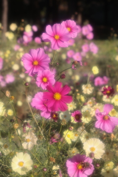 公園の秋桜